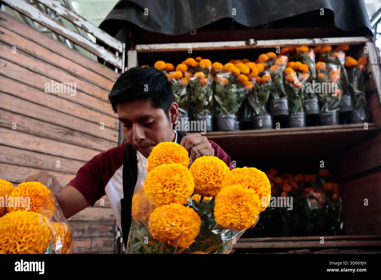 Mexique, CDMX, Mexique. 21 octobre 2025. La plupart d’entre eux proviennent de Xochimilco et de l’état de Puebla, où ils sont récoltés sans pots. Des centaines ou des milliers de familles commenceront à arriver au marché jamaïcain, le principal marché aux fleurs, mais le plus important de cette saison. Ils viennent dans une variété de tailles et de prix ; les vendeurs offrent leurs fleurs aux clients afin qu'ils puissent les placer sur des autels dans leurs maisons où ils se souviennent de leurs proches, et avec la couleur et l'arôme des fleurs de Cempasuchil, ils peuvent leur rendre visite année après année. (Crédit image : © Josue Perez/ZUMA Press Wire) EDITORI Banque D'Images