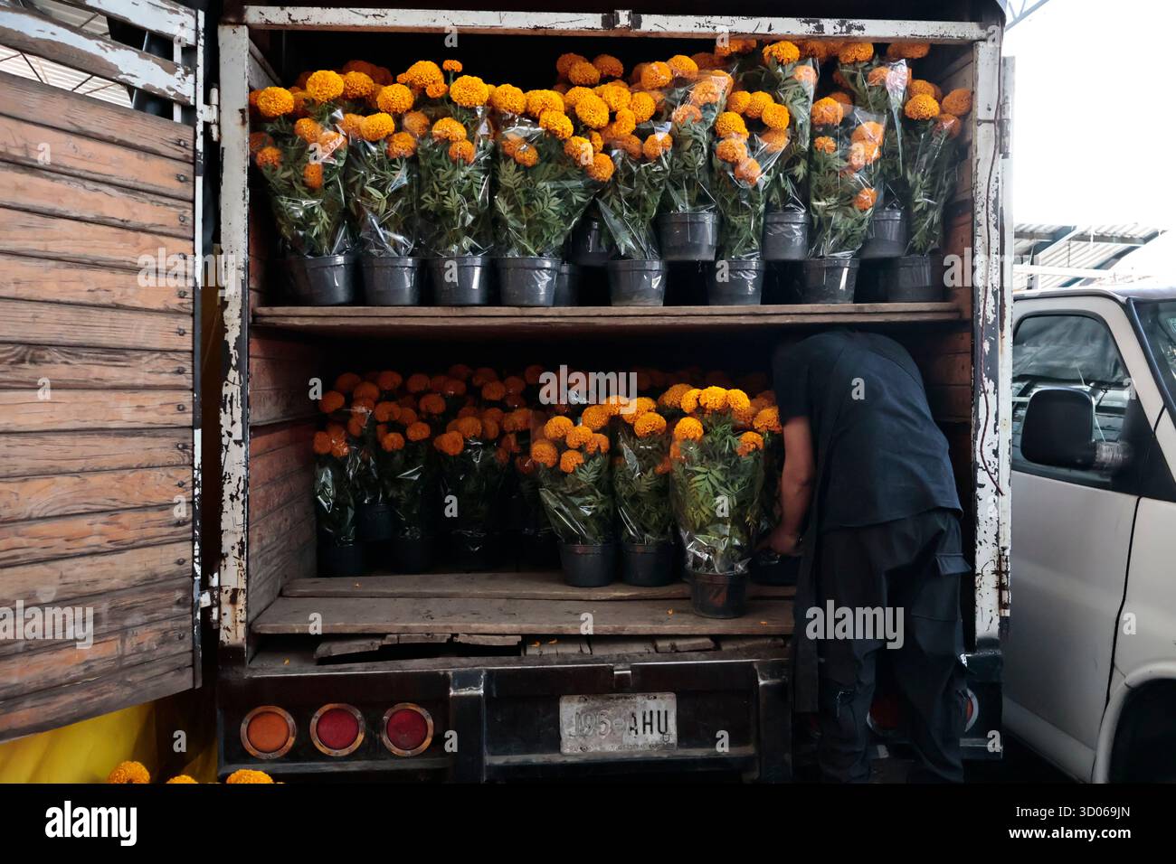 Mexique, CDMX, Mexique. 21 octobre 2025. La plupart d’entre eux proviennent de Xochimilco et de l’état de Puebla, où ils sont récoltés sans pots. Des centaines ou des milliers de familles commenceront à arriver au marché jamaïcain, le principal marché aux fleurs, mais le plus important de cette saison. Ils viennent dans une variété de tailles et de prix ; les vendeurs offrent leurs fleurs aux clients afin qu'ils puissent les placer sur des autels dans leurs maisons où ils se souviennent de leurs proches, et avec la couleur et l'arôme des fleurs de Cempasuchil, ils peuvent leur rendre visite année après année. (Crédit image : © Josue Perez/ZUMA Press Wire) EDITORI Banque D'Images