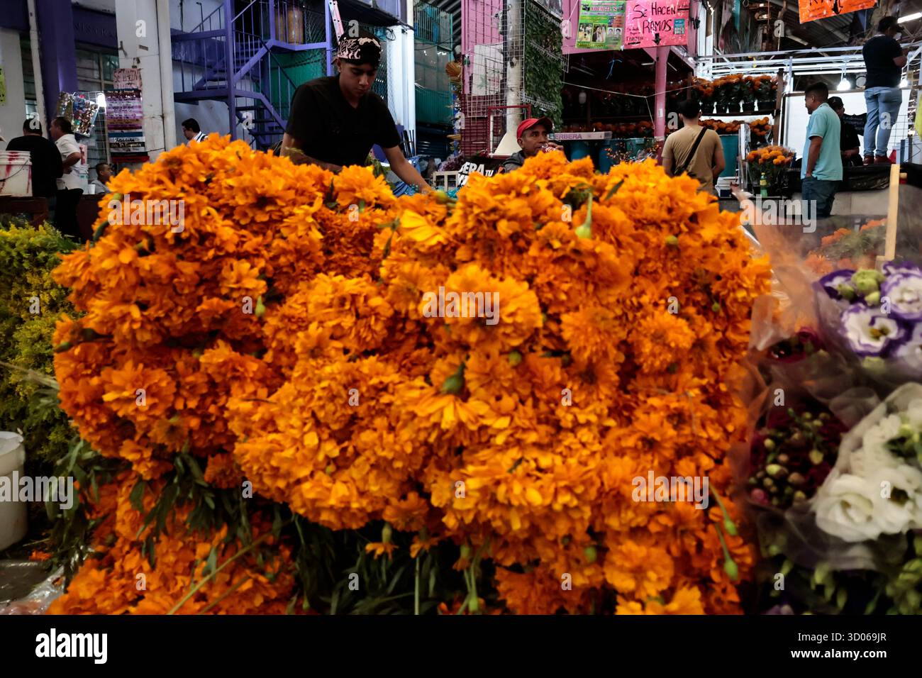 Mexique, CDMX, Mexique. 21 octobre 2025. La plupart d’entre eux proviennent de Xochimilco et de l’état de Puebla, où ils sont récoltés sans pots. Des centaines ou des milliers de familles commenceront à arriver au marché jamaïcain, le principal marché aux fleurs, mais le plus important de cette saison. Ils viennent dans une variété de tailles et de prix ; les vendeurs offrent leurs fleurs aux clients afin qu'ils puissent les placer sur des autels dans leurs maisons où ils se souviennent de leurs proches, et avec la couleur et l'arôme des fleurs de Cempasuchil, ils peuvent leur rendre visite année après année. (Crédit image : © Josue Perez/ZUMA Press Wire) EDITORI Banque D'Images