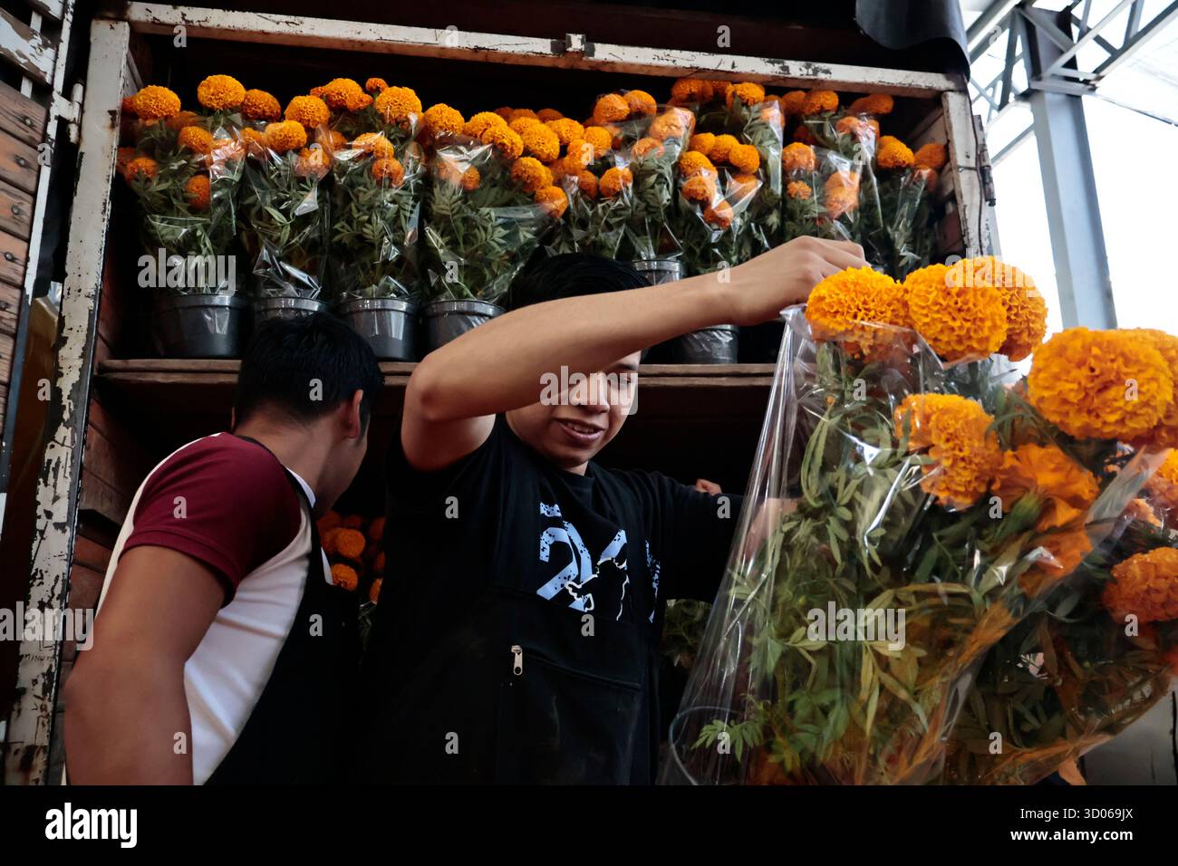Mexique, CDMX, Mexique. 21 octobre 2025. La plupart d’entre eux proviennent de Xochimilco et de l’état de Puebla, où ils sont récoltés sans pots. Des centaines ou des milliers de familles commenceront à arriver au marché jamaïcain, le principal marché aux fleurs, mais le plus important de cette saison. Ils viennent dans une variété de tailles et de prix ; les vendeurs offrent leurs fleurs aux clients afin qu'ils puissent les placer sur des autels dans leurs maisons où ils se souviennent de leurs proches, et avec la couleur et l'arôme des fleurs de Cempasuchil, ils peuvent leur rendre visite année après année. (Crédit image : © Josue Perez/ZUMA Press Wire) EDITORI Banque D'Images