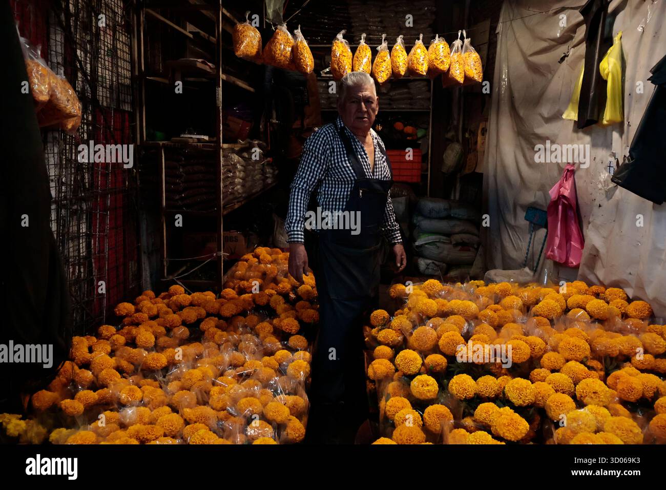 Mexique, CDMX, Mexique. 21 octobre 2025. La plupart d’entre eux proviennent de Xochimilco et de l’état de Puebla, où ils sont récoltés sans pots. Des centaines ou des milliers de familles commenceront à arriver au marché jamaïcain, le principal marché aux fleurs, mais le plus important de cette saison. Ils viennent dans une variété de tailles et de prix ; les vendeurs offrent leurs fleurs aux clients afin qu'ils puissent les placer sur des autels dans leurs maisons où ils se souviennent de leurs proches, et avec la couleur et l'arôme des fleurs de Cempasuchil, ils peuvent leur rendre visite année après année. (Crédit image : © Josue Perez/ZUMA Press Wire) EDITORI Banque D'Images