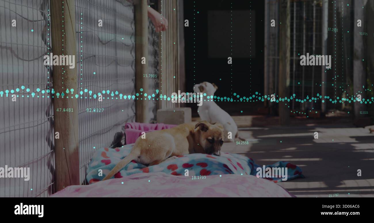 Reposer deux chiens chiots sur des coussins bleus roses à l'intérieur du couloir du chenil, avec une clôture à maillons de chaîne Banque D'Images