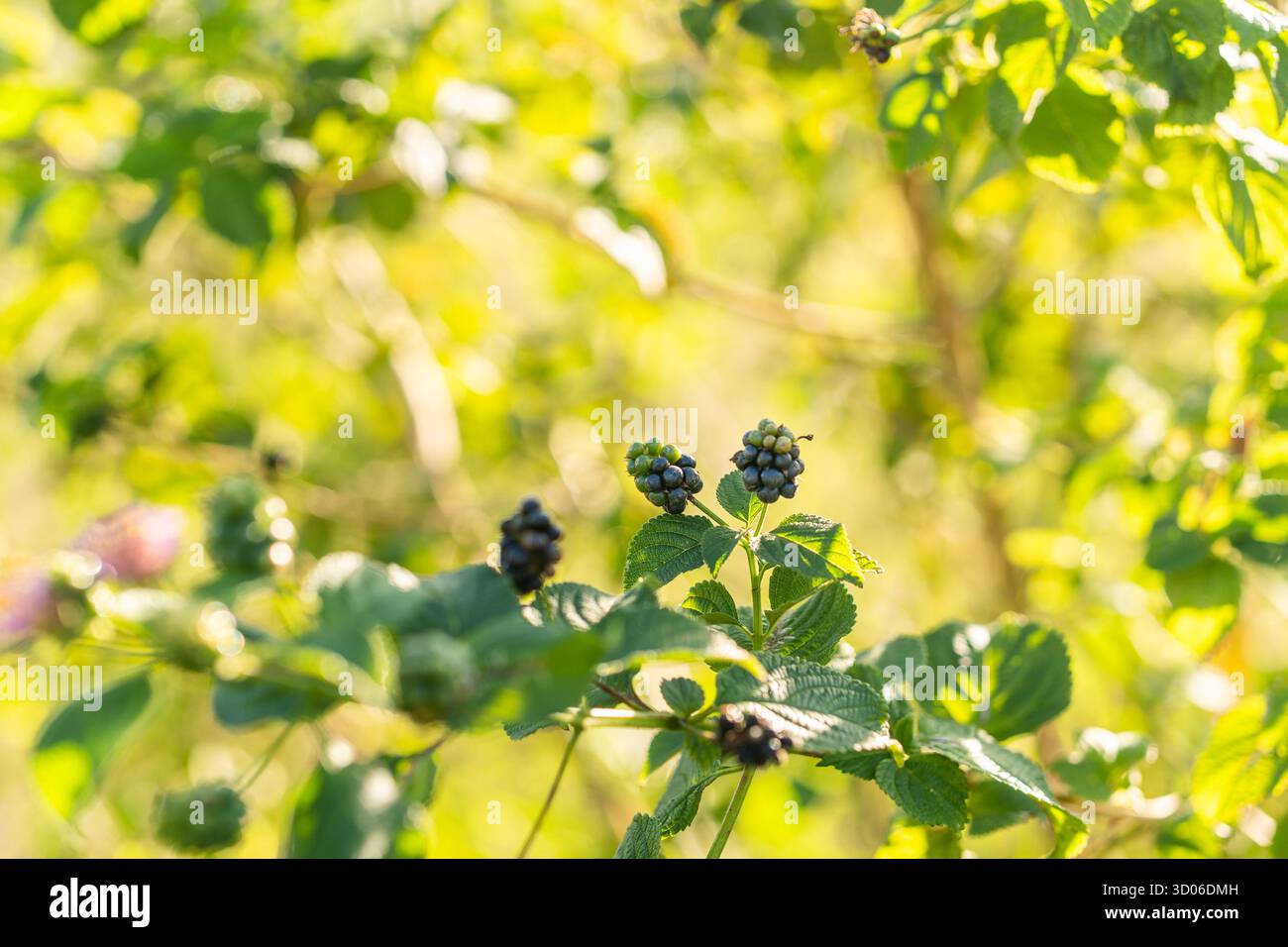 Belle photo en gros plan de baies sauvages de Lantana mûrissant sur la vigne. Banque D'Images