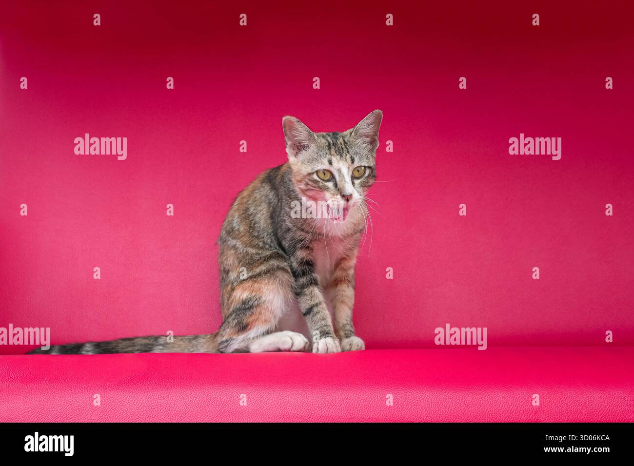 Portrait d'un chat avec un mélange de couleur jaune brun et noir, assis sur une chaise rouge. Bouche ouverte. Banque D'Images