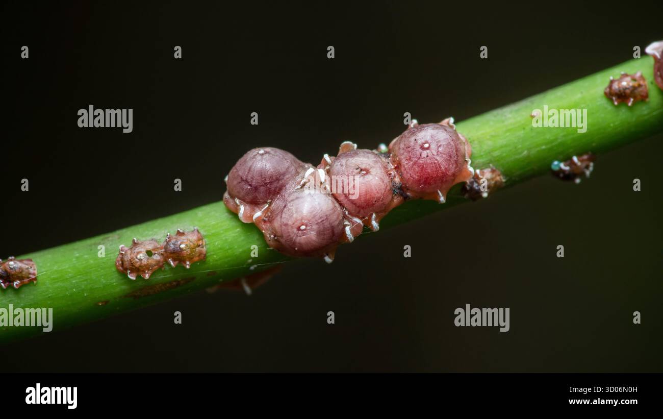 Les insectes écaillent, présentant une infestation parasitaire, se fixant à une tige de plante verte, capturant les détails complexes de ces minuscules ravageurs agricoles A. Banque D'Images
