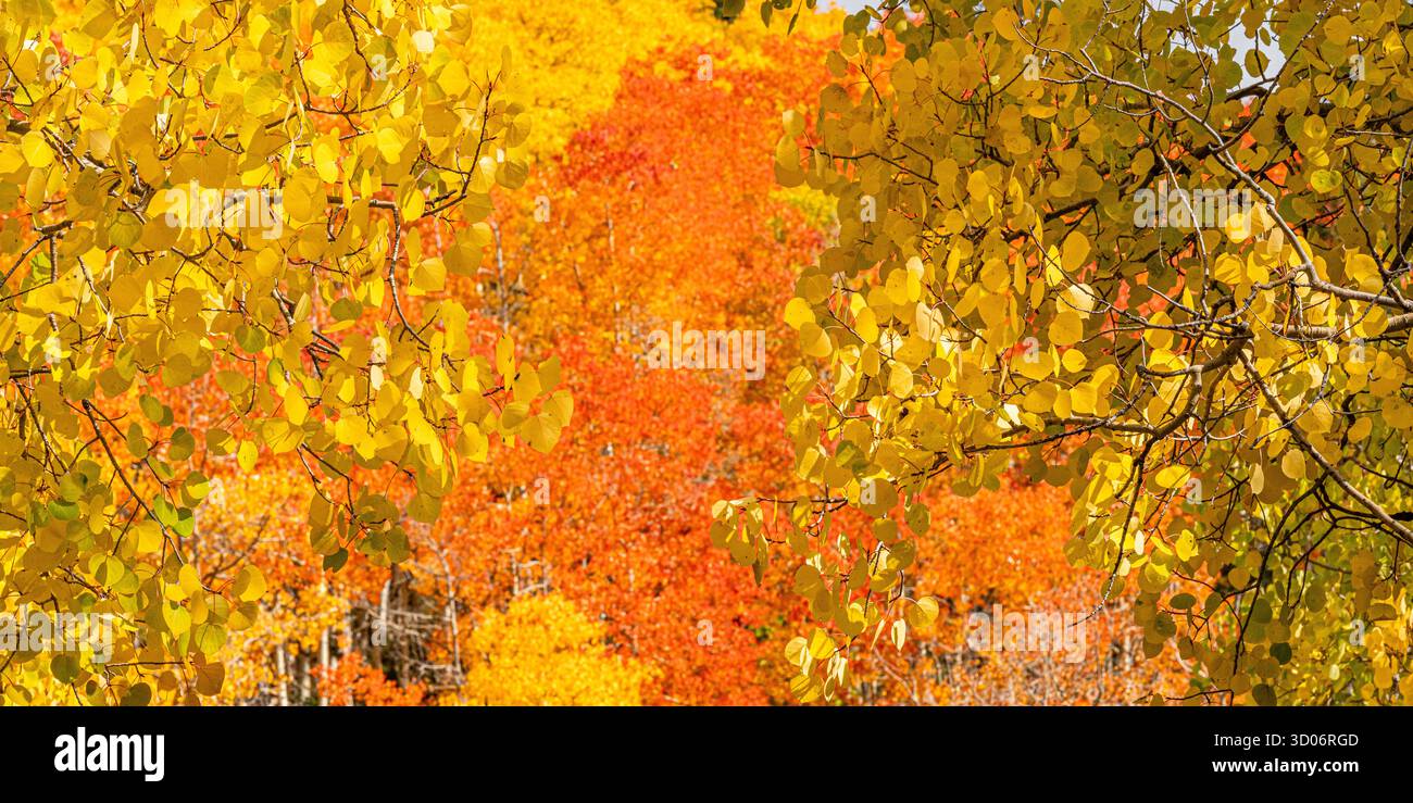Les feuilles de peuplier jaune à flanc de montagne montrent la couleur de l'automne et les couleurs de l'automne dans le parc national de Santa Fe Forest - Landscpae de montagne du Nouveau-Mexique Banque D'Images
