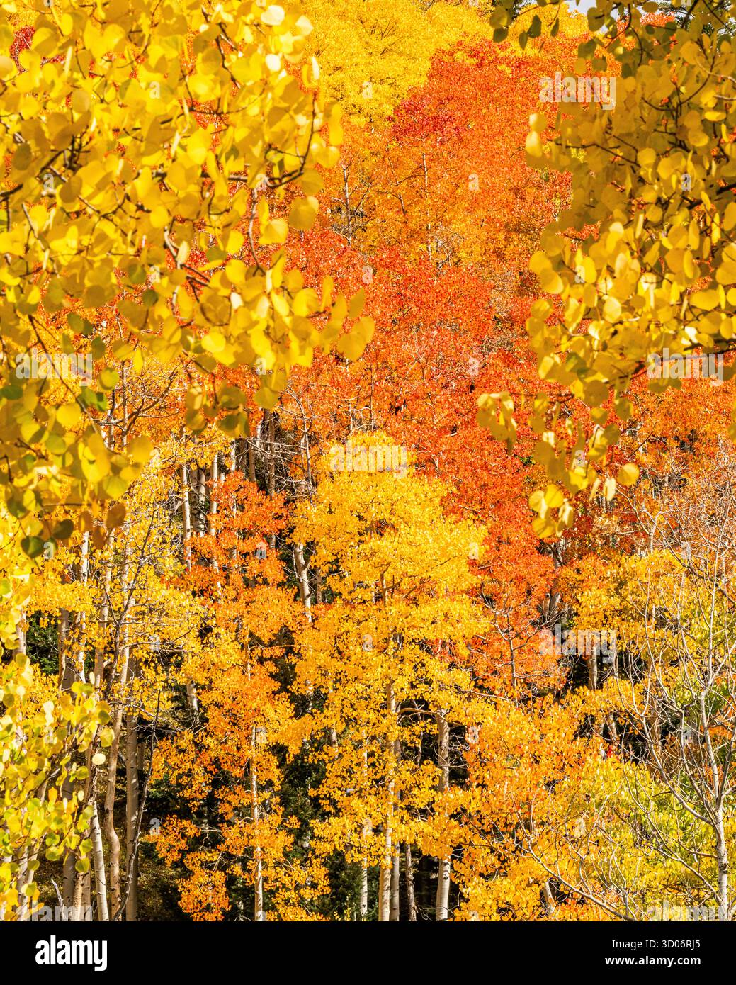 Les feuilles de peuplier jaune à flanc de montagne montrent la couleur de l'automne et les couleurs de l'automne dans le parc national de Santa Fe Forest - Landscpae de montagne du Nouveau-Mexique Banque D'Images