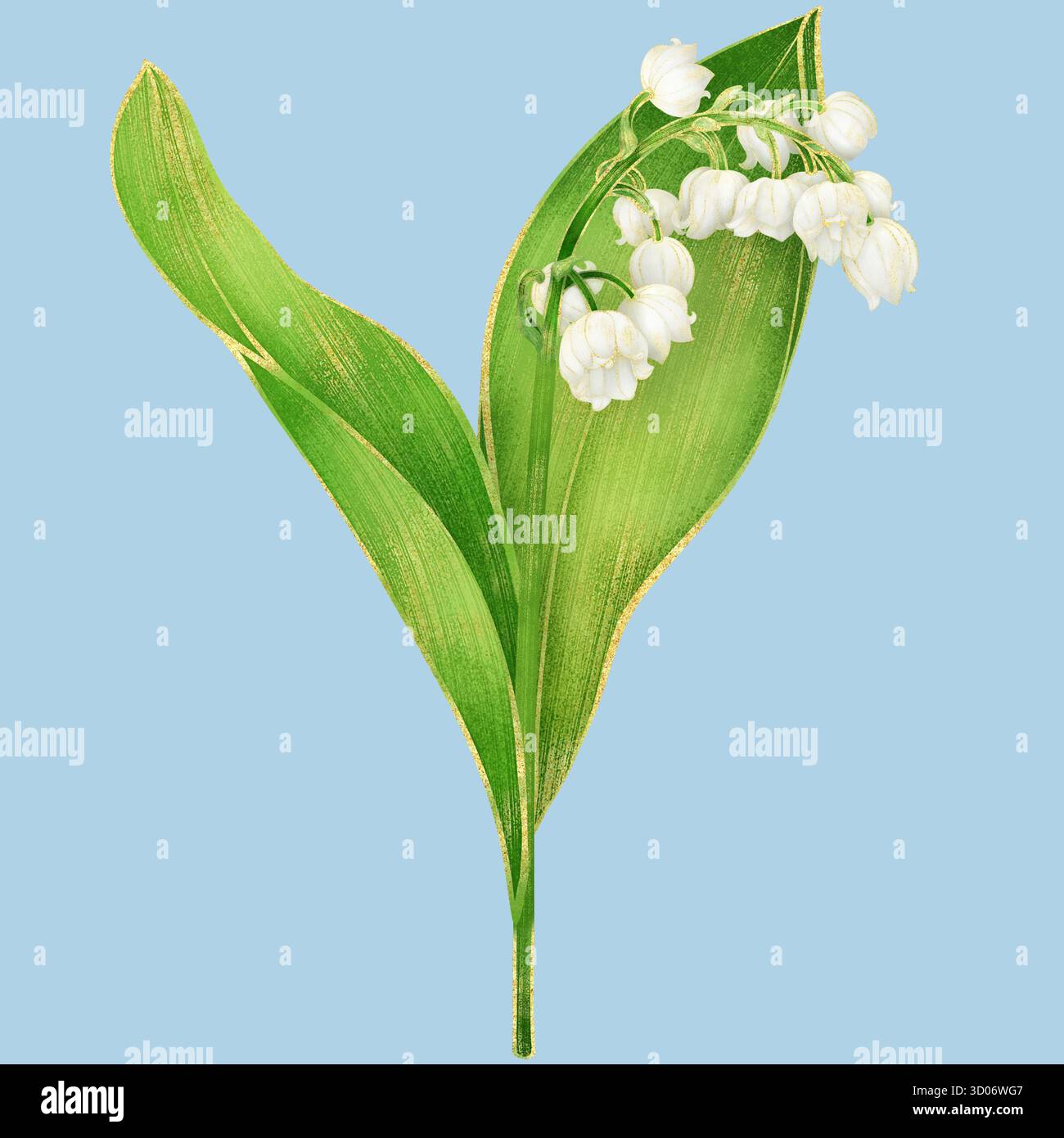 Lys blanc de la tige de la vallée avec des feuilles - illustration réaliste de l'aquarelle avec contour doré et pétales transparents " Banque D'Images