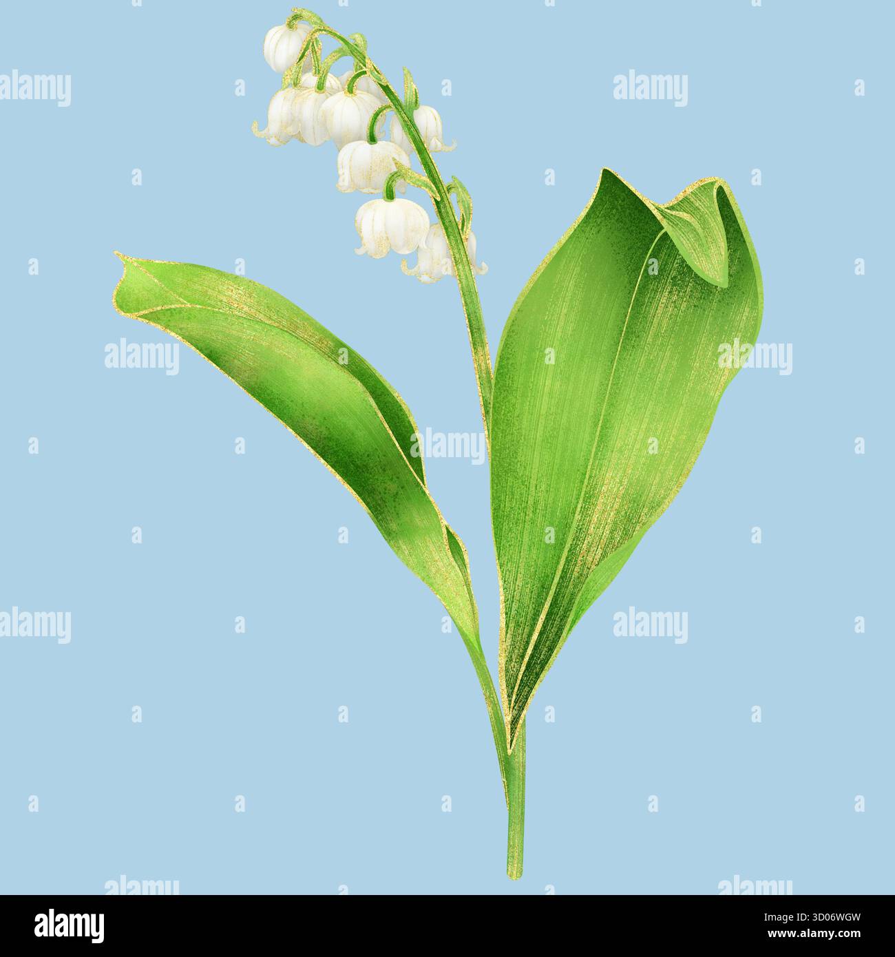 Lys blanc de la tige de la vallée avec des feuilles - illustration réaliste de l'aquarelle avec contour doré et pétales transparents " Banque D'Images