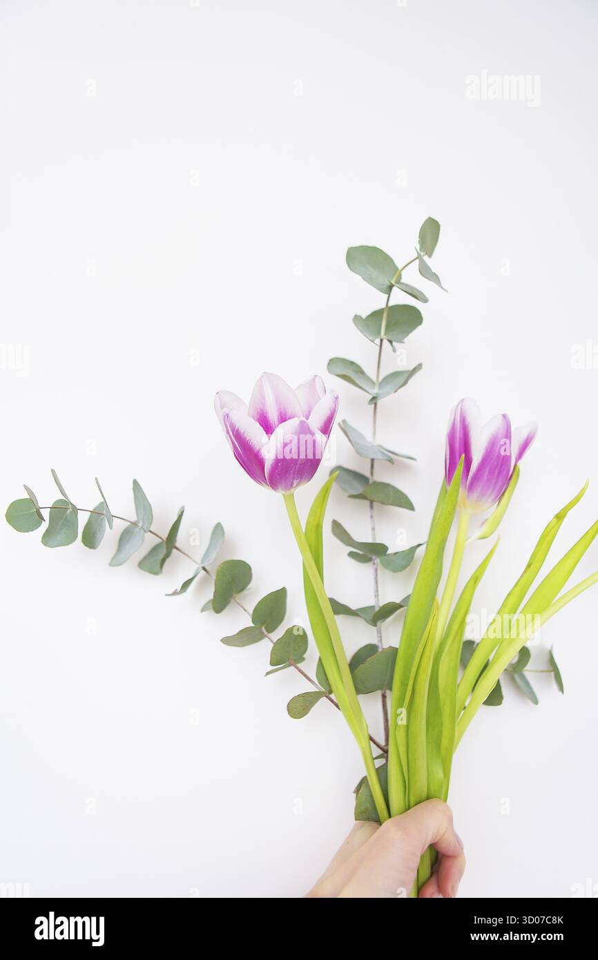 La fille tient dans ses mains un beau bouquet de tulipes roses avec eucalyptus sur une chaise blanche.Ambiance printanière, le 8 mars Banque D'Images