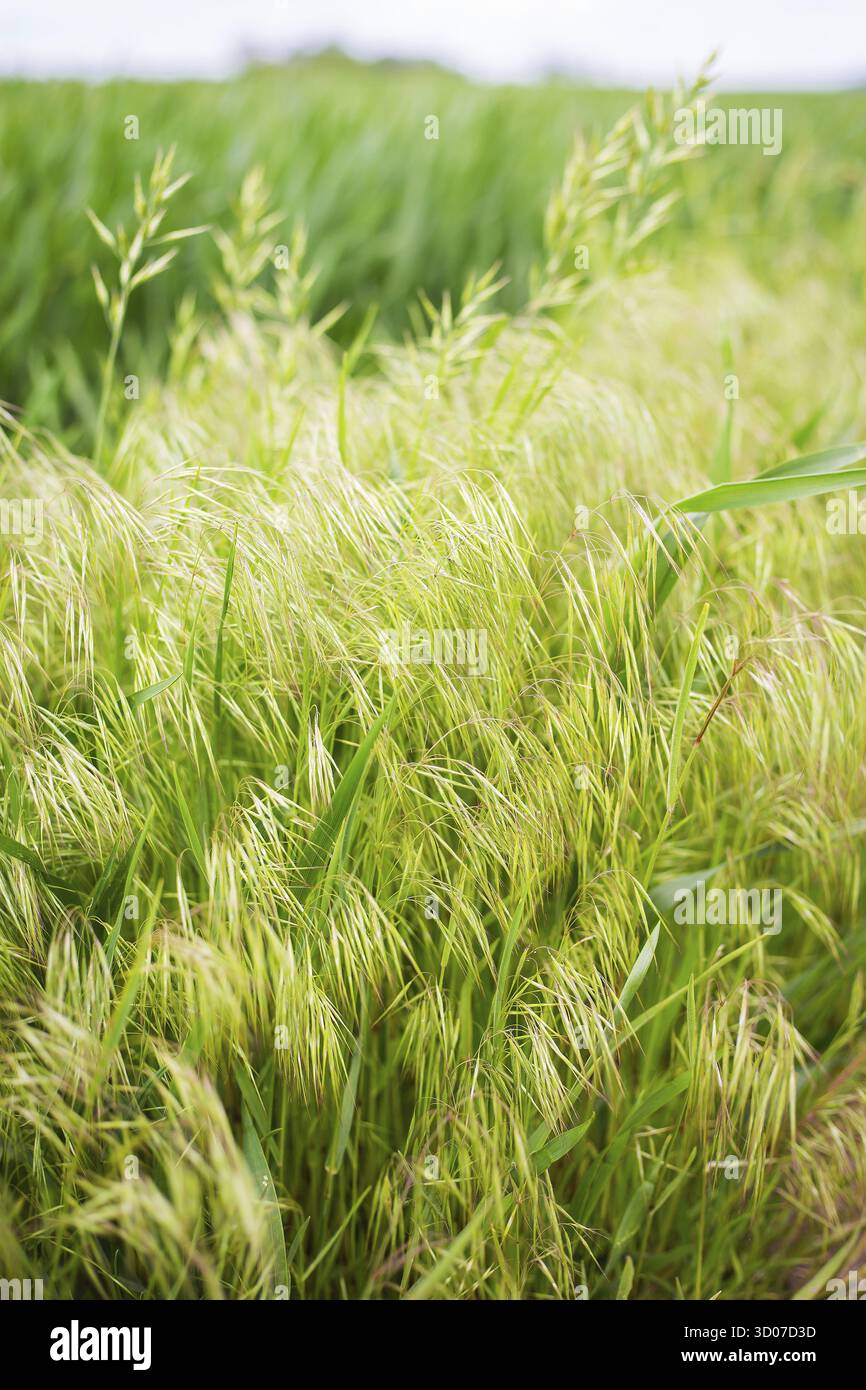 Gros plan sur l'herbe verte dense et fraîche près de la route. Gros plan Banque D'Images