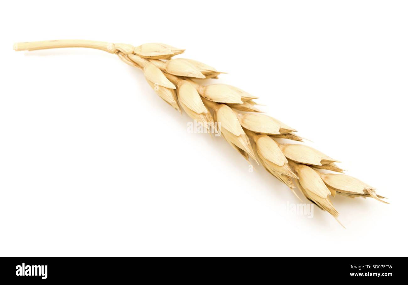 L'oreille de blé isolated on white Banque D'Images