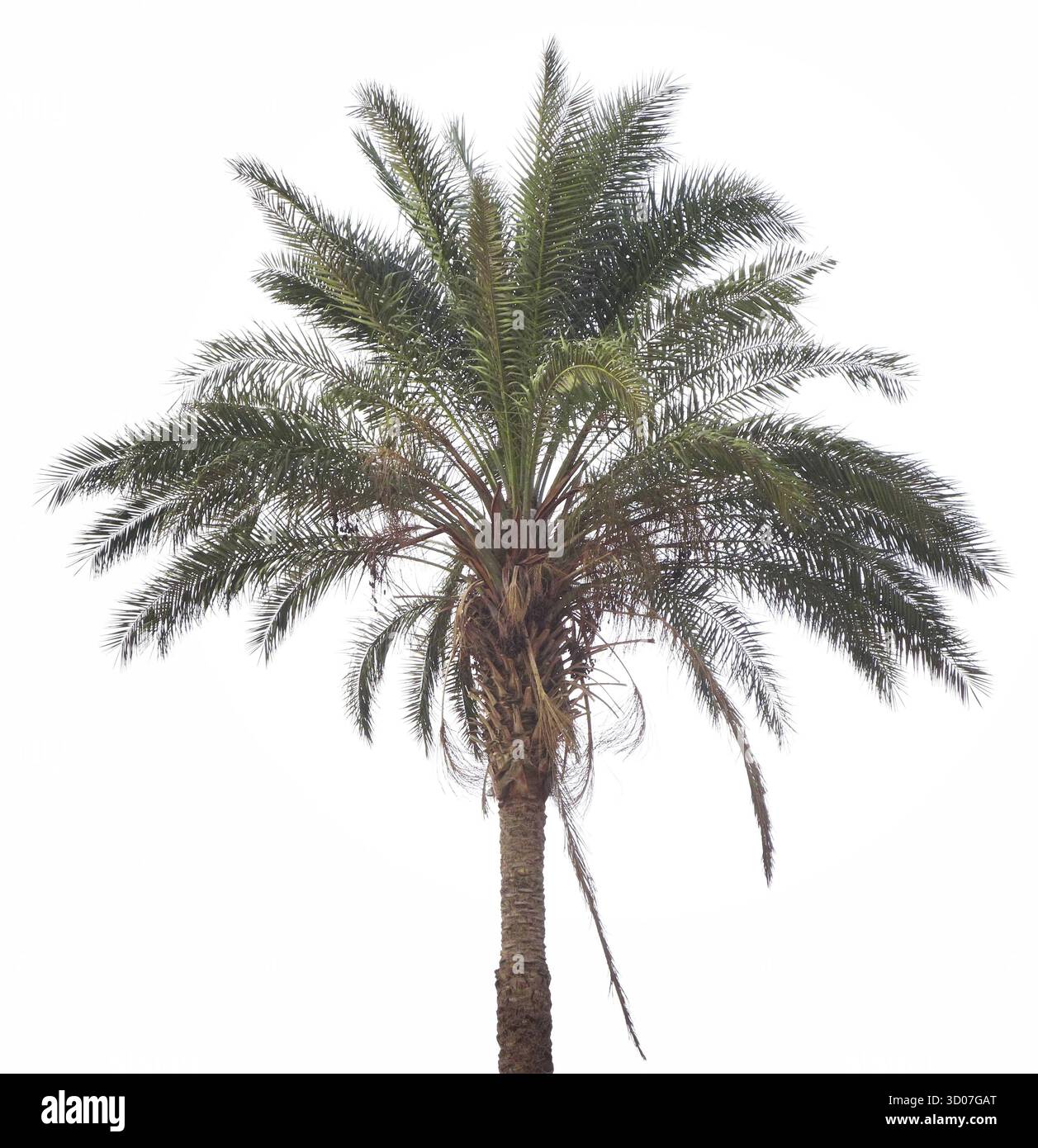 Palmier isolé sur fond blanc Banque D'Images
