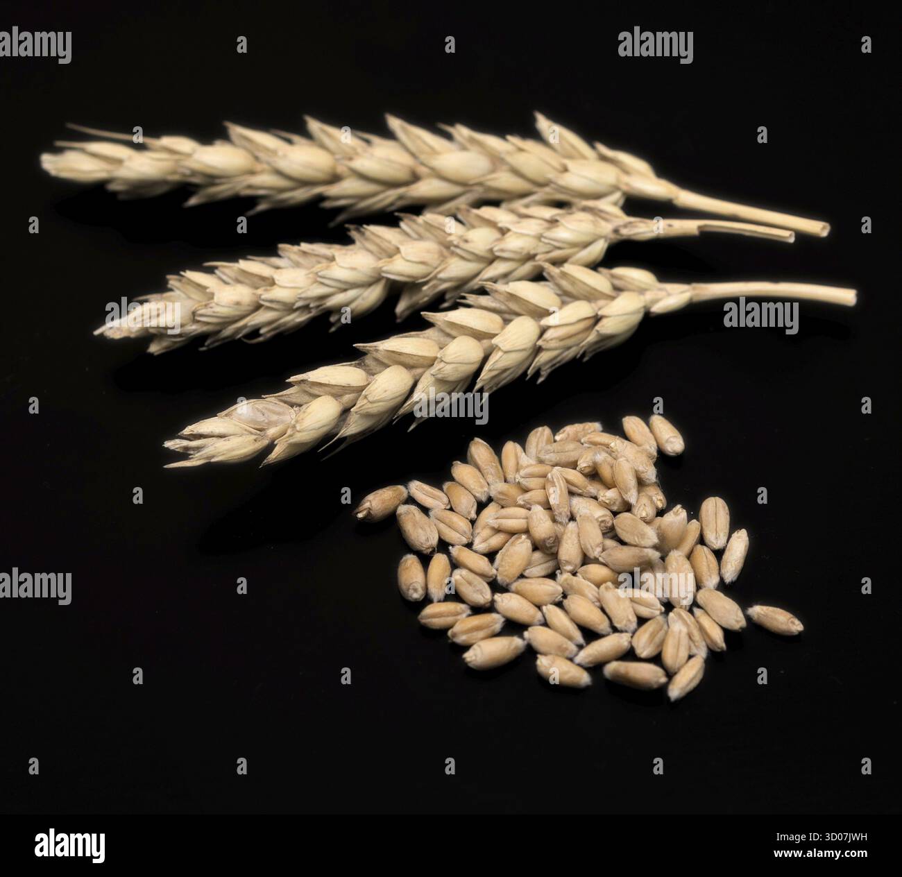 Épis de blé et grain sur fond noir Banque D'Images
