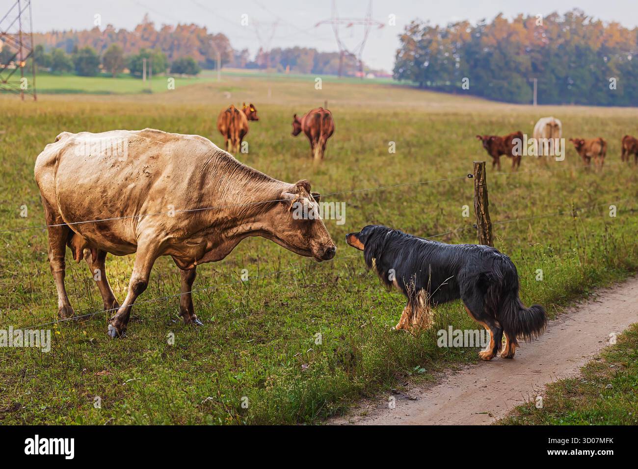 Chien Hovie noir et or hovawart sniffe prudemment la vache Banque D'Images