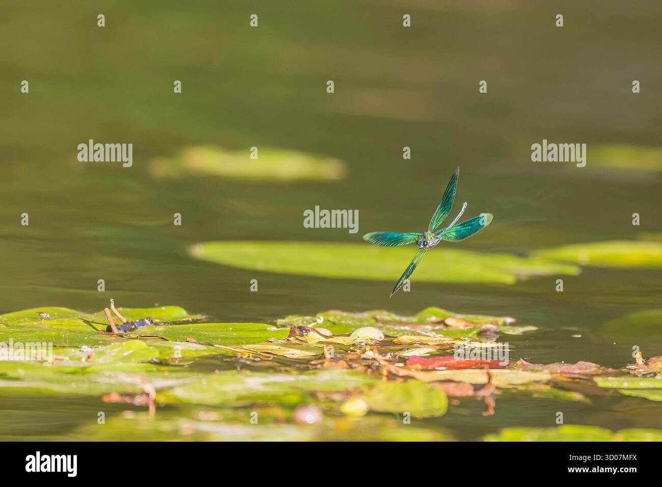 Demoiselle (Calopteryx splendens) baguée par libellule au-dessus de l'eau Banque D'Images