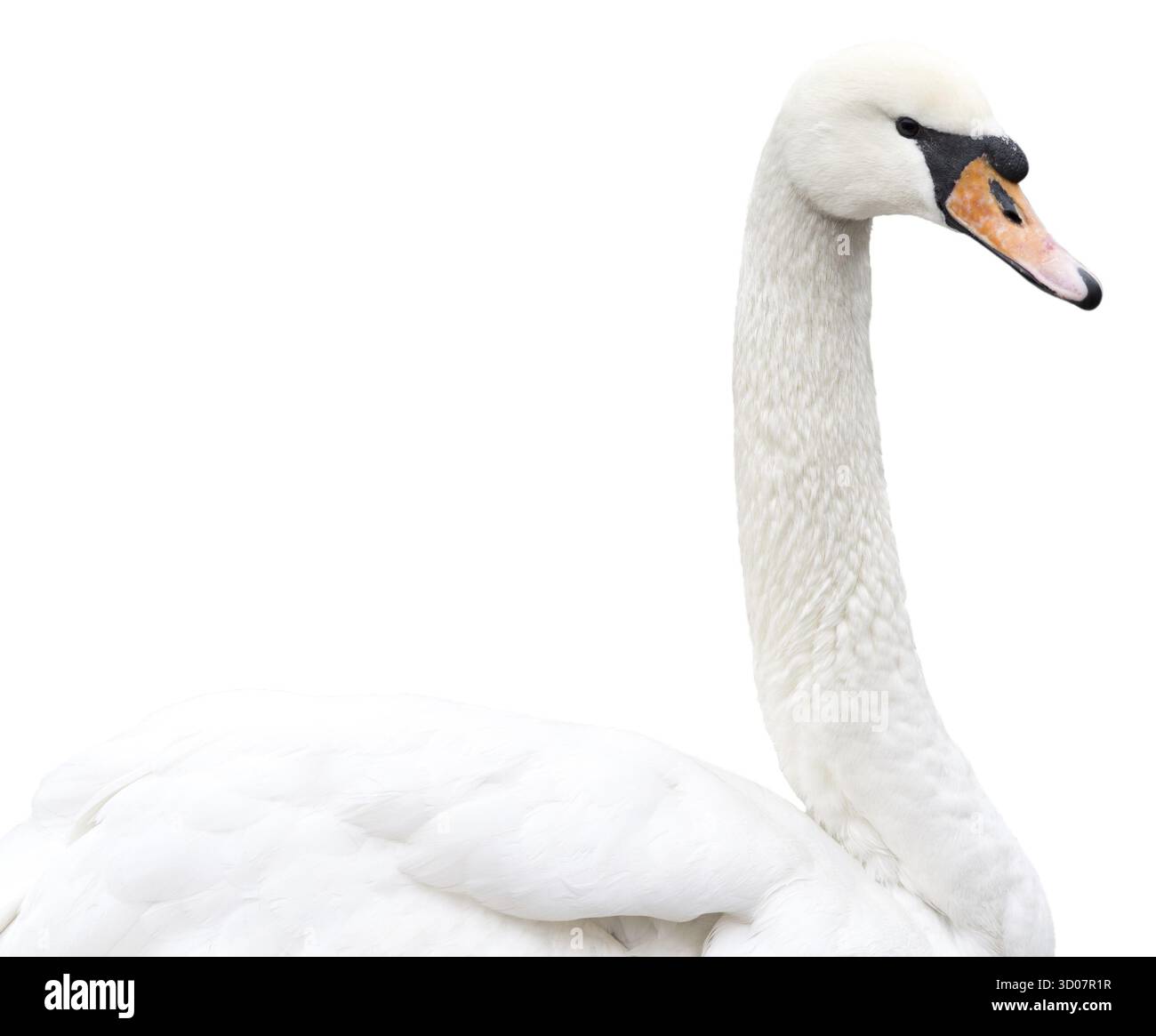 Swan isolé sur fond blanc Banque D'Images