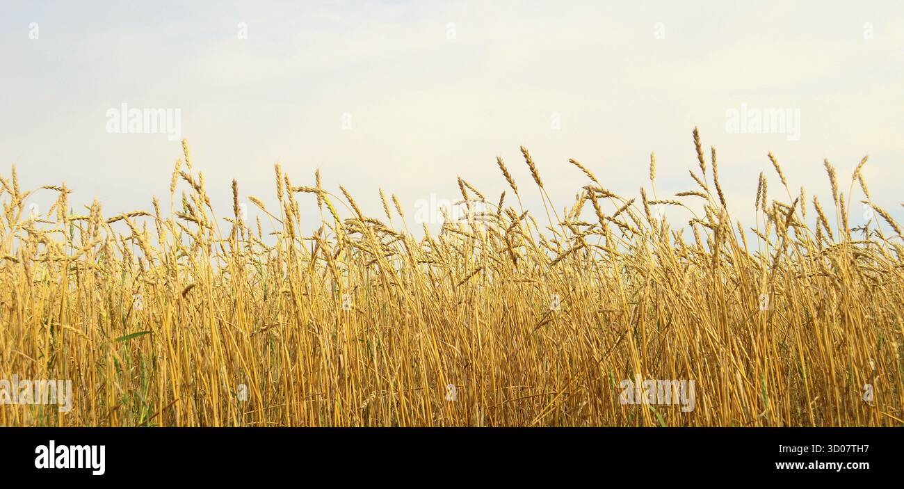 Champ de blé et ciel bleu Banque D'Images