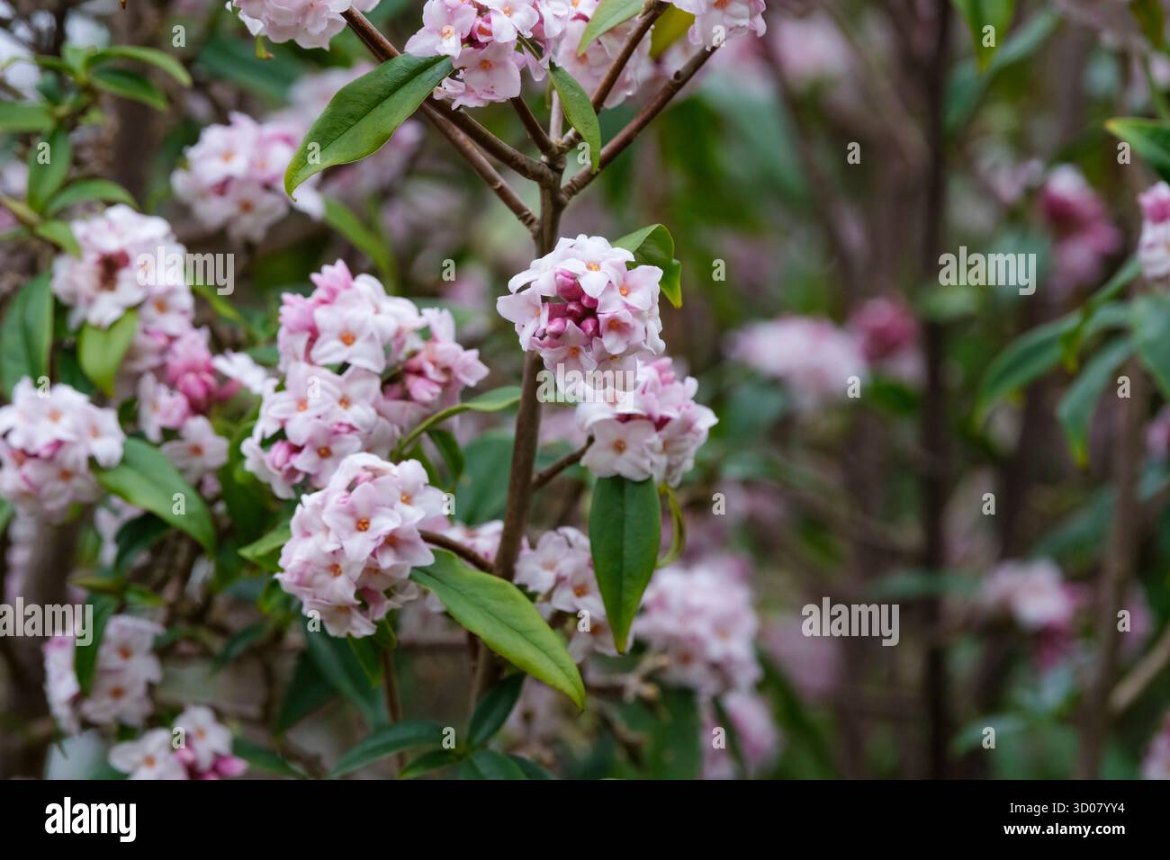 Daphne bholua Jacqueline Postill, daphne Jacqueline Postill, fleurs roses violacées et blanches en grappes terminales, fin de l'hiver Banque D'Images