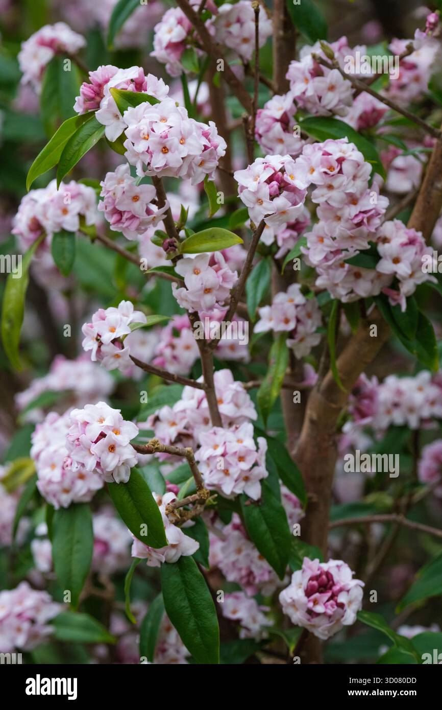 Daphne bholua Jacqueline Postill, daphne Jacqueline Postill, fleurs roses violacées et blanches en grappes terminales, fin de l'hiver Banque D'Images