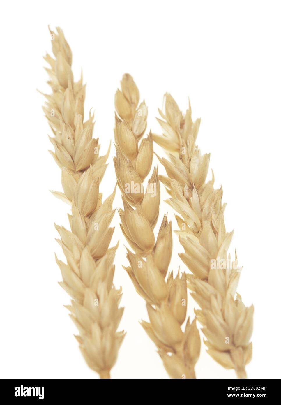 Le blé isolé sur fond blanc Banque D'Images