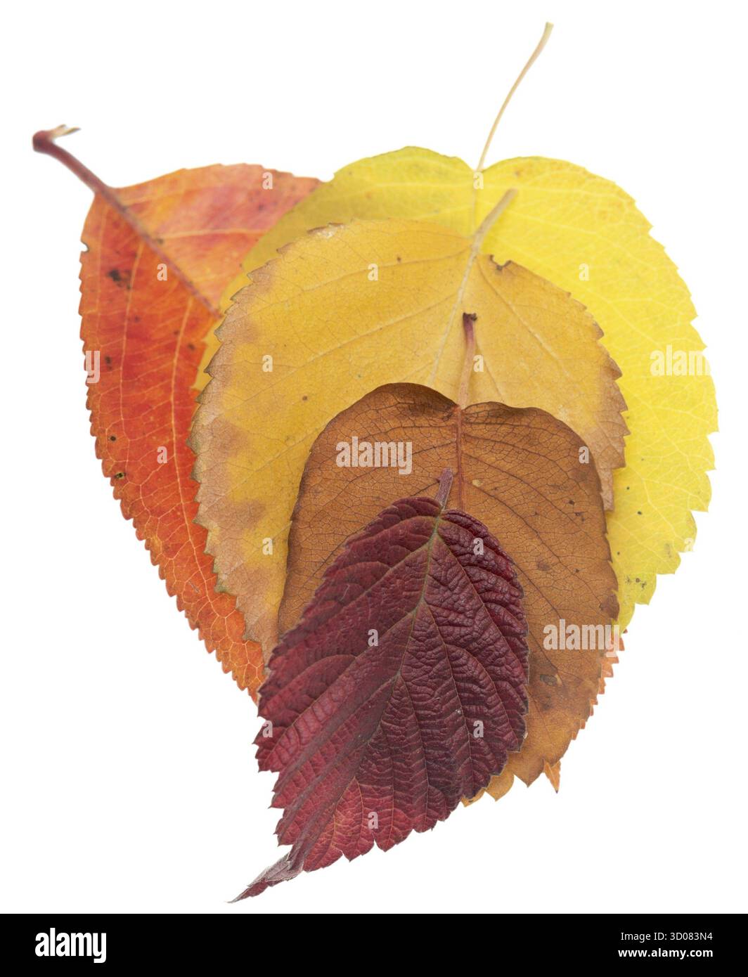 Les feuilles d'automne isolé sur fond blanc Banque D'Images