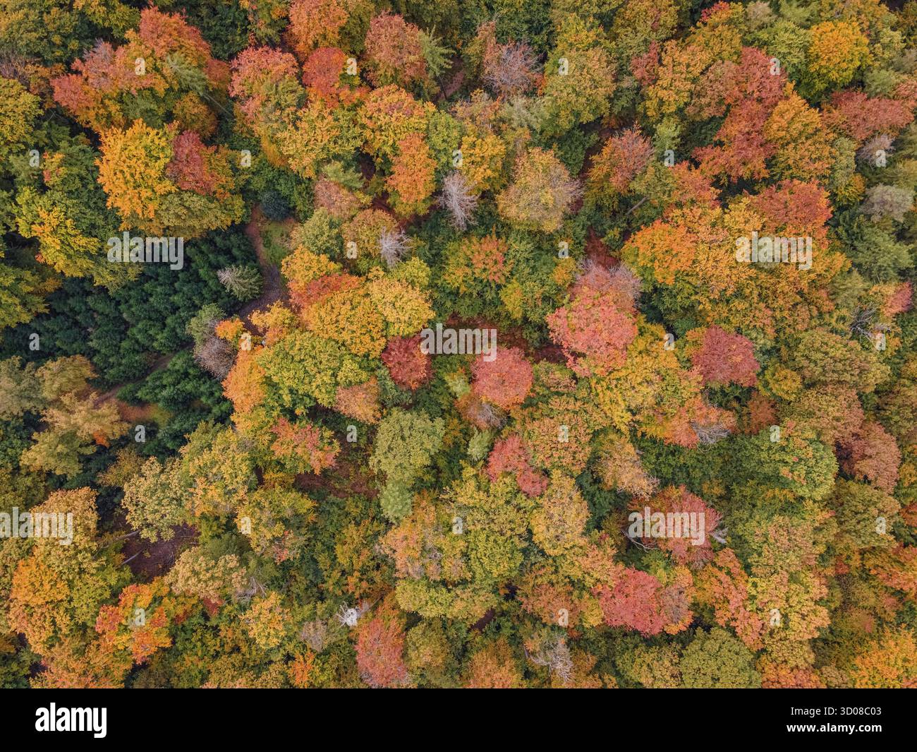 Les feuilles des arbres de la forêt de Bad Homburg sont devenues colorées en automne. (Vue aérienne avec un drone), Stadtwald, Bad Homburg, Hesse, Allemagne Banque D'Images Les feuilles des arbres de la forêt de Bad Homburg sont devenues colorées en automne. (Vue aérienne avec un drone), Stadtwald, Bad Homburg, Hesse, Allemagne Banque D'Images