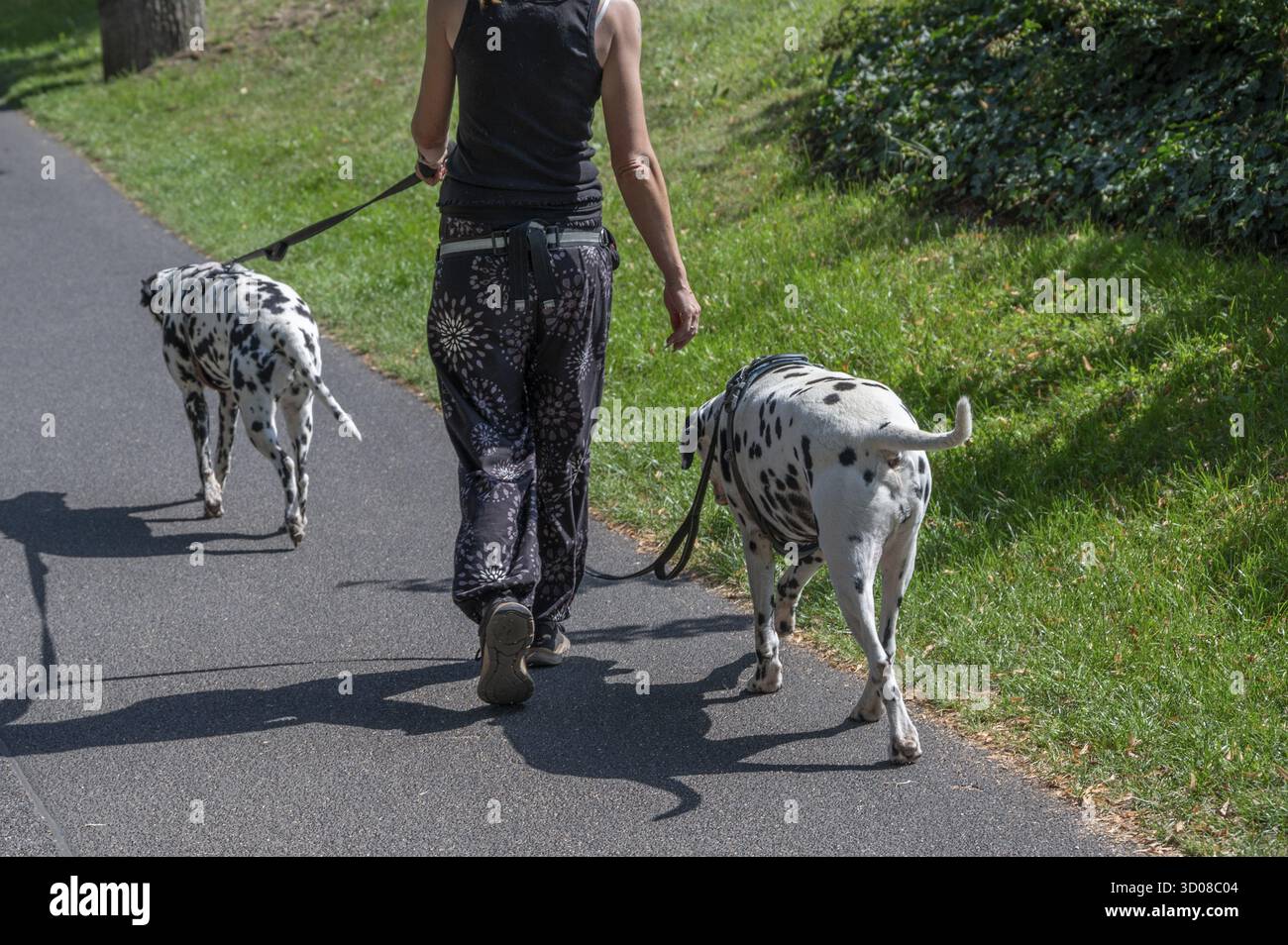 Marcher avec deux chiens dalmates à travers un parc, Bavière, Allemagne Banque D'Images