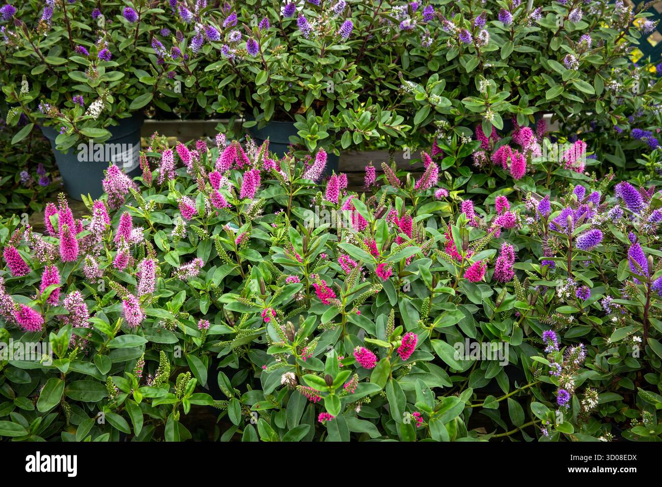 Mappleborough Green Garden Centre Banque D'Images
