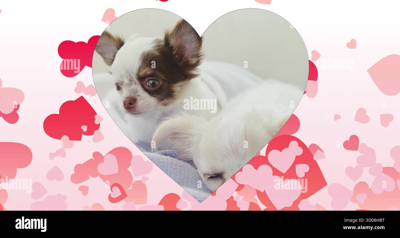 Chiots de litière câlins reposant sur une couverture douce dans le studio, avec cadre en forme de coeur en toile de fond Banque D'Images