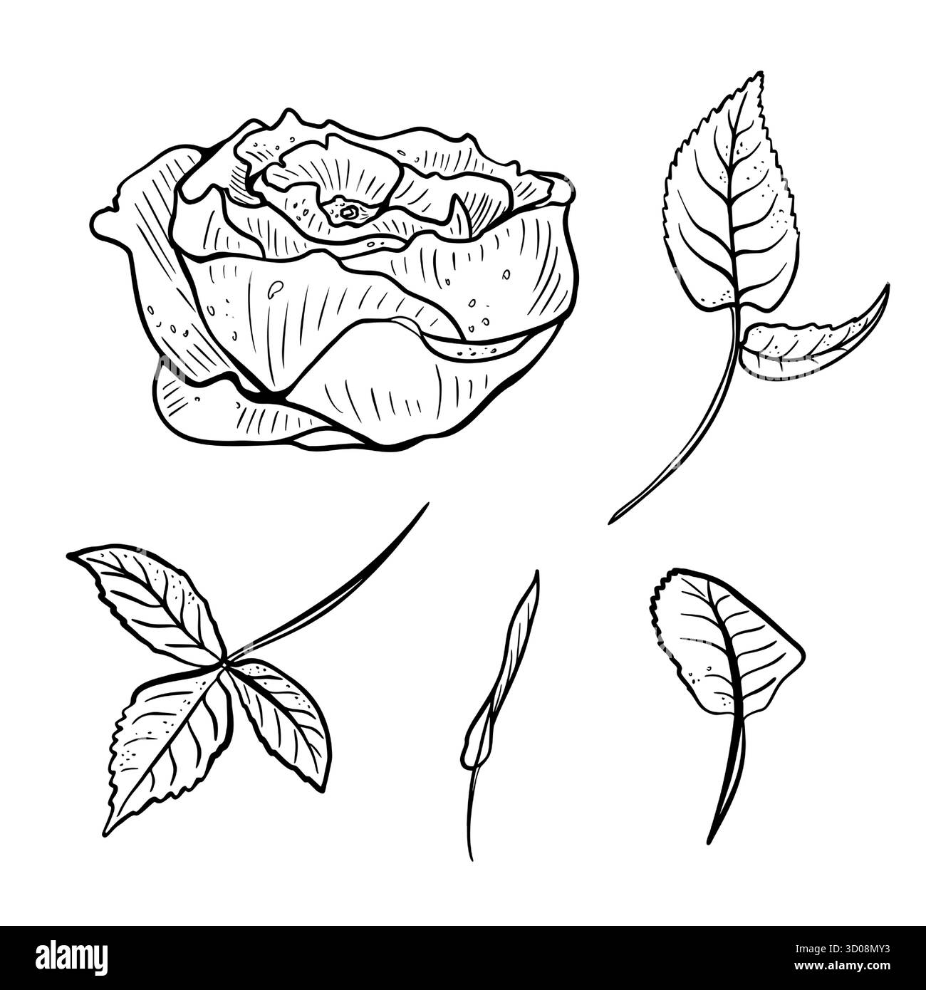 Ensemble de vecteurs botaniques noir et blanc. Rose dessinée à la main, feuilles et branches ligne optimisée Eustoma et illustrations de contour de feuillage pour invitations de mariage Illustration de Vecteur