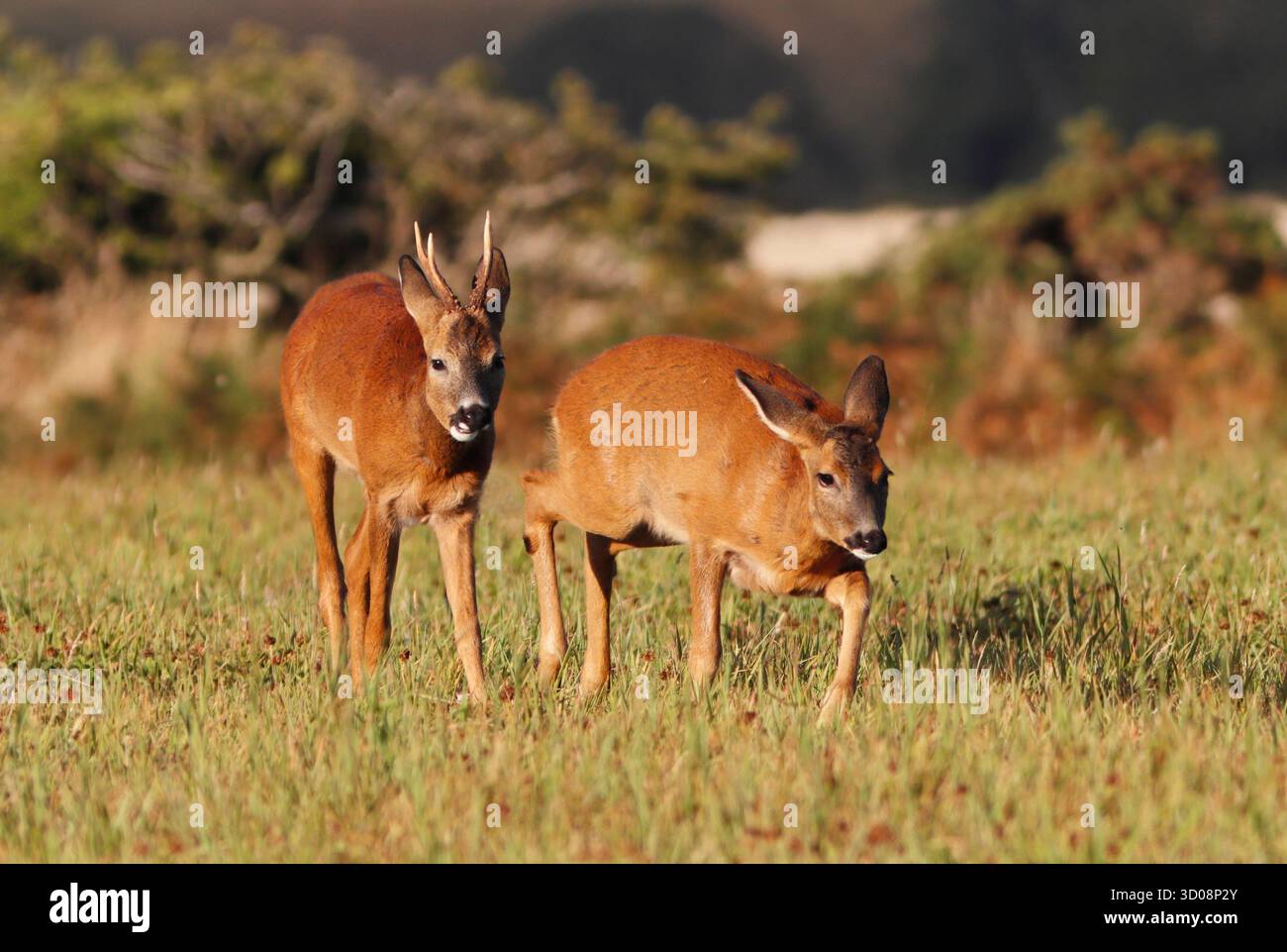 ROE DEER, buck poursuivant Doe in Rutting Behaviour, Royaume-Uni. Banque D'Images