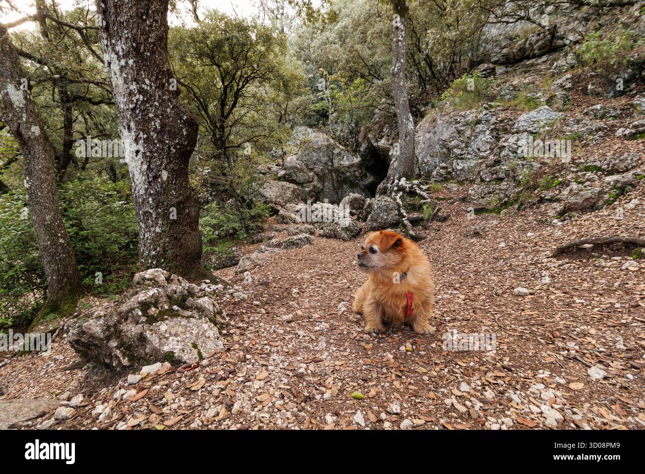Promener le chien dans le parc naturel de font Roja sur le chemin d'accès à Cova Gelada, Alcoy, Espagne Banque D'Images