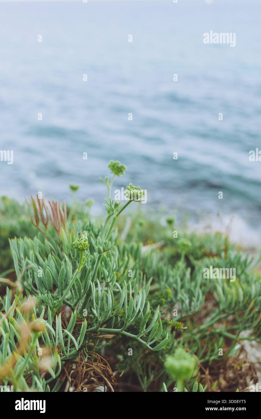 Gros plan du fenouil de mer sur la côte rocheuse Banque D'Images