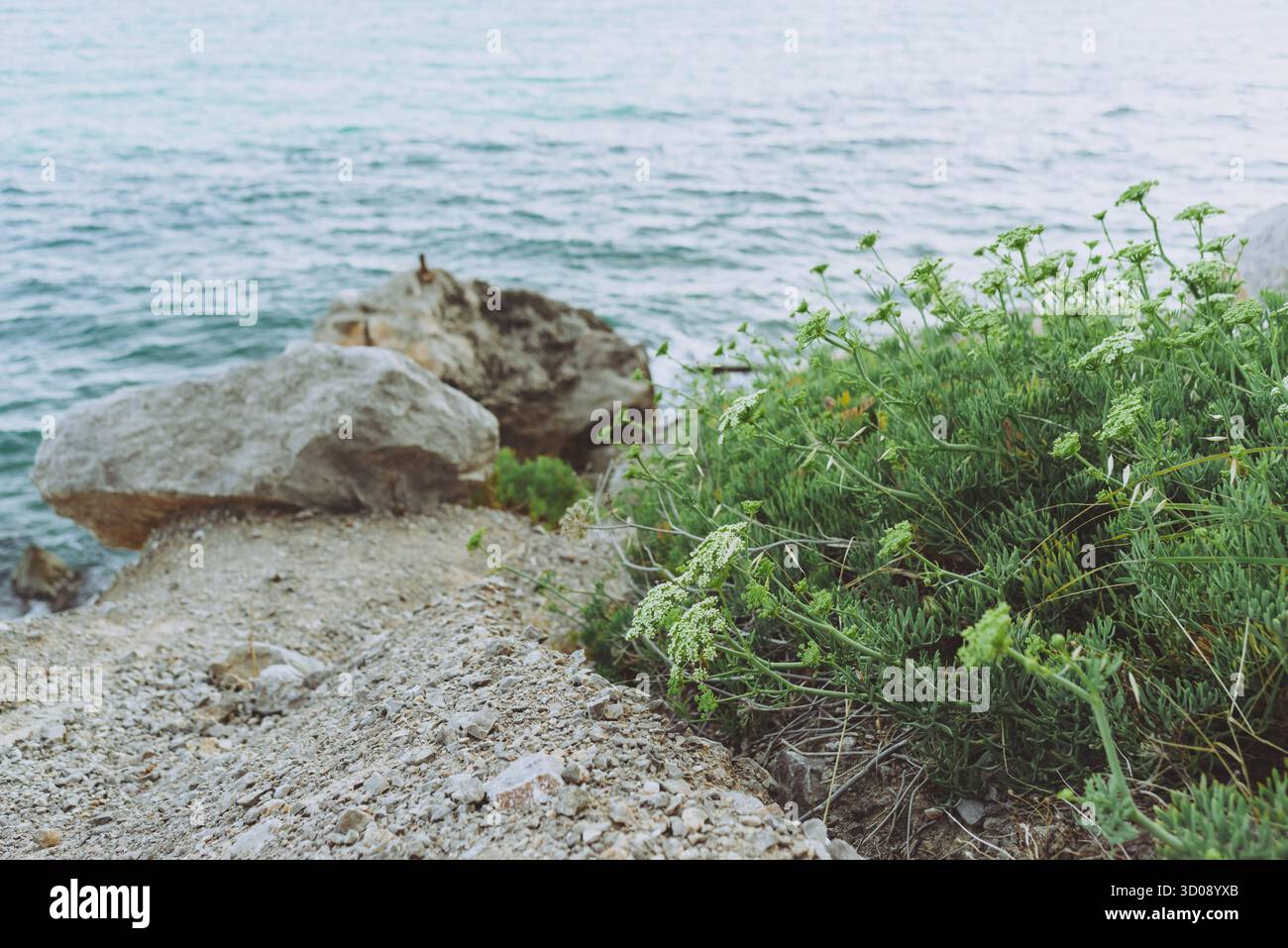 Côte rocheuse avec fenouil de mer et mer turquoise Banque D'Images