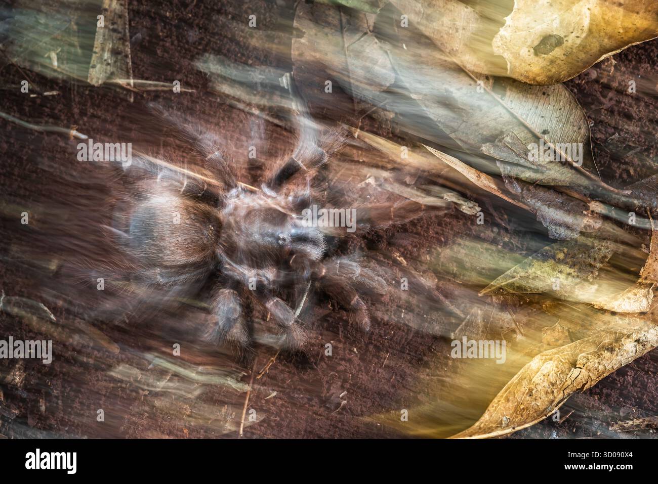 Incendies, déforestation, destruction des habitats qui dévastent la biodiversité des écosystèmes. Cette araignée fuit rapidement un incendie. Banque D'Images