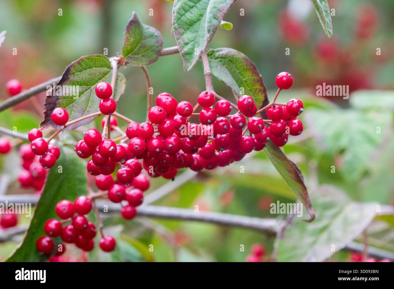 Arbuste d'automne de baies rouges Beech Viburnum Banque D'Images