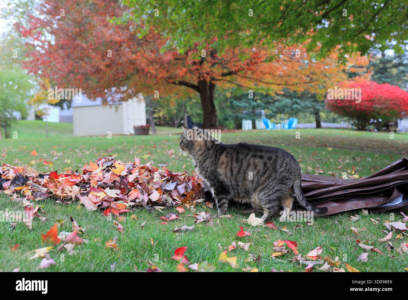 Chat Tabby marchant devant un tas de feuilles, un râteau et une bâche un jour d'automne Banque D'Images Chat Tabby marchant devant un tas de feuilles, un râteau et une bâche un jour d'automne Banque D'Images