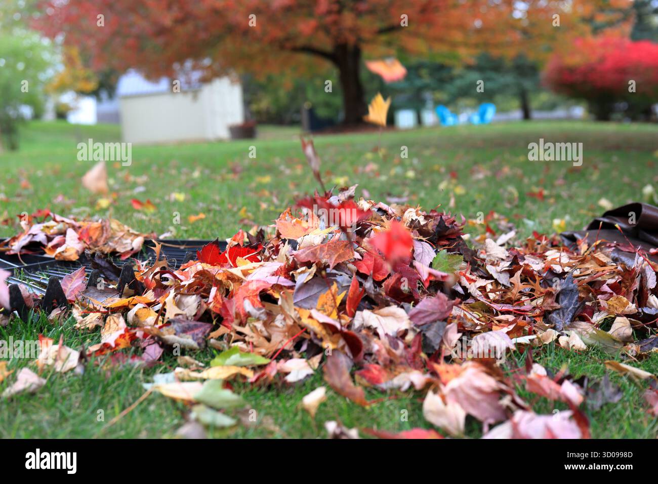 Râteau, bâche et pile de feuilles dans une cour arrière de banlieue un jour d'automne Banque D'Images Râteau, bâche et pile de feuilles dans une cour arrière de banlieue un jour d'automne Banque D'Images