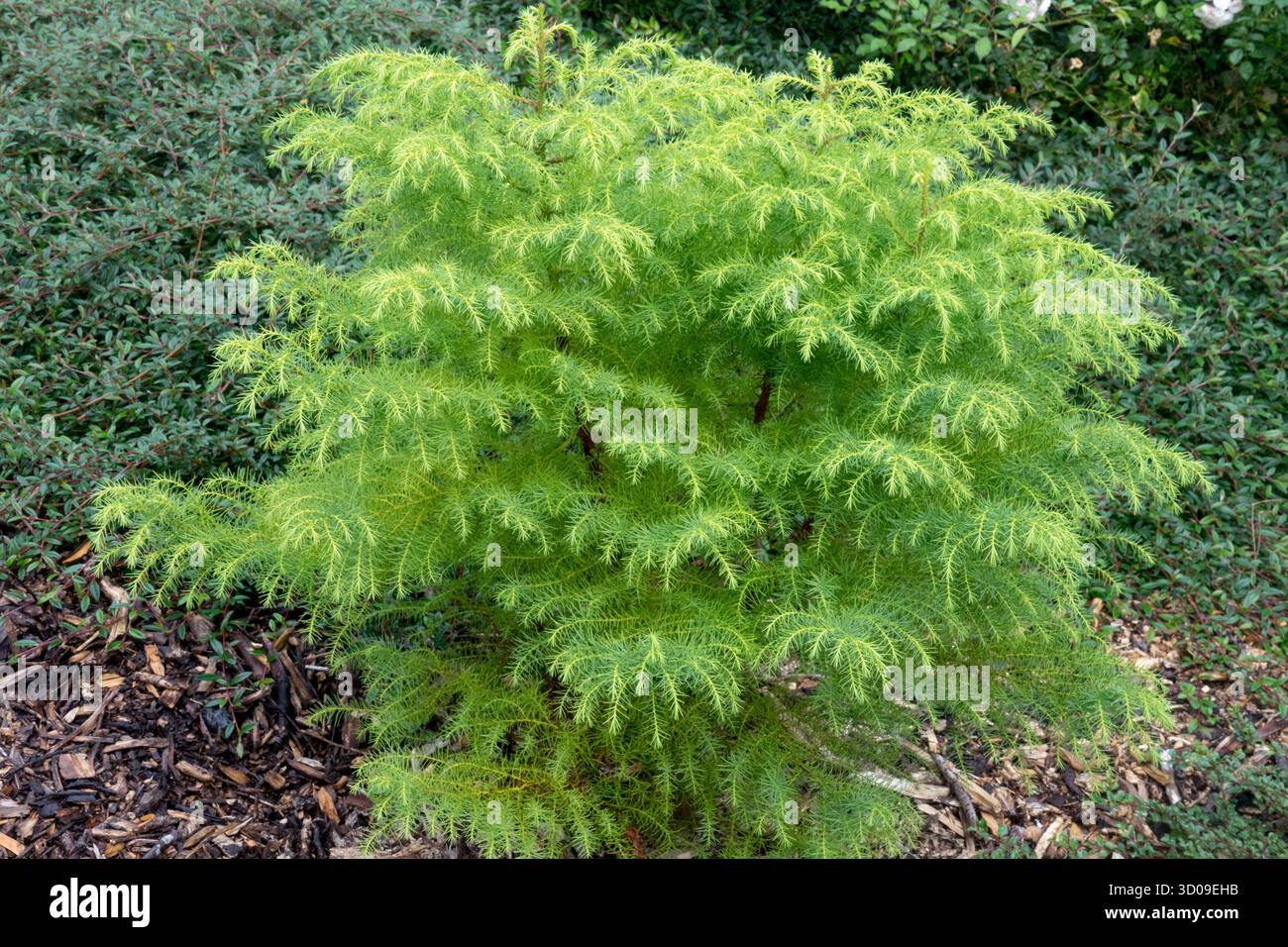 Cèdre japonais, Cryptomeria japonica 'elegans viridis', petit arbre à feuilles persistantes dans le jardin Banque D'Images