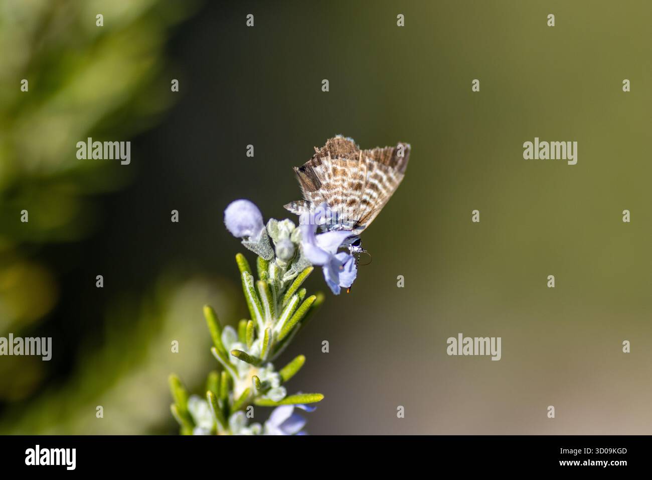 Leptotes pirithous (Lang's Short-tail Blue) se nourrissant de fleurs de romarin (Salvia rosmarinus) isolées sur un fond naturel Banque D'Images