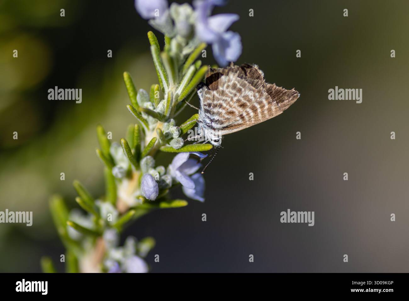 Leptotes pirithous (Lang's Short-tail Blue) se nourrissant de fleurs de romarin (Salvia rosmarinus) isolées sur un fond naturel Banque D'Images