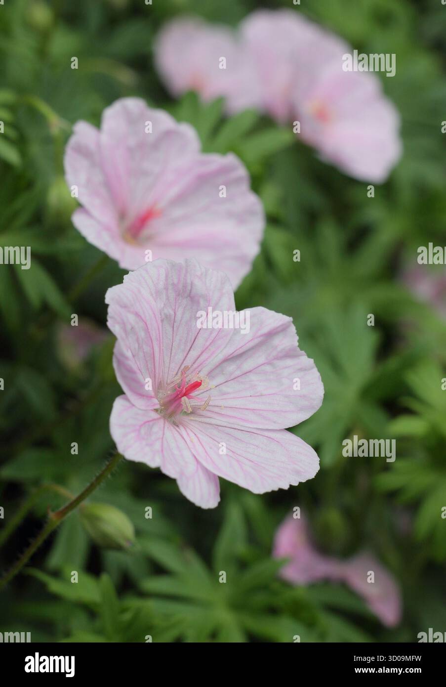 Bec de crane sanglant rayé (Geranium sanguineum 'striatum'), fleurissant dans une bordure de jardin anglais. Banque D'Images