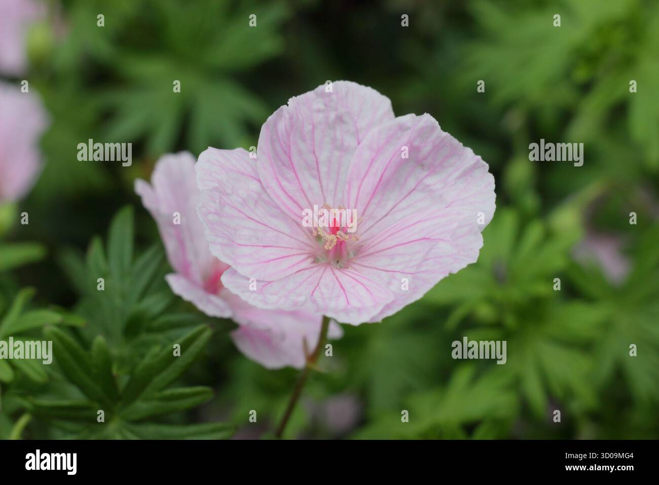 Bec de crane sanglant rayé (Geranium sanguineum 'striatum'), fleurissant dans une bordure de jardin anglais. Banque D'Images