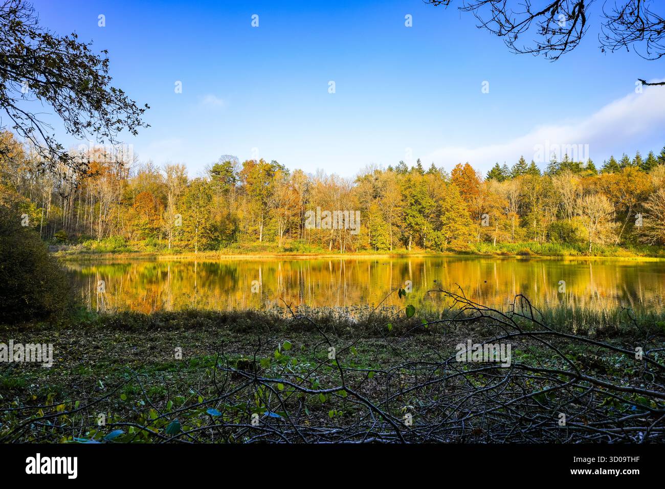 Vue sur le Windsborn Kratersee et le paysage environnant. Nature au lac dans la région de l'Eifel en automne au cratère volcanique près de Bettenfeld Banque D'Images