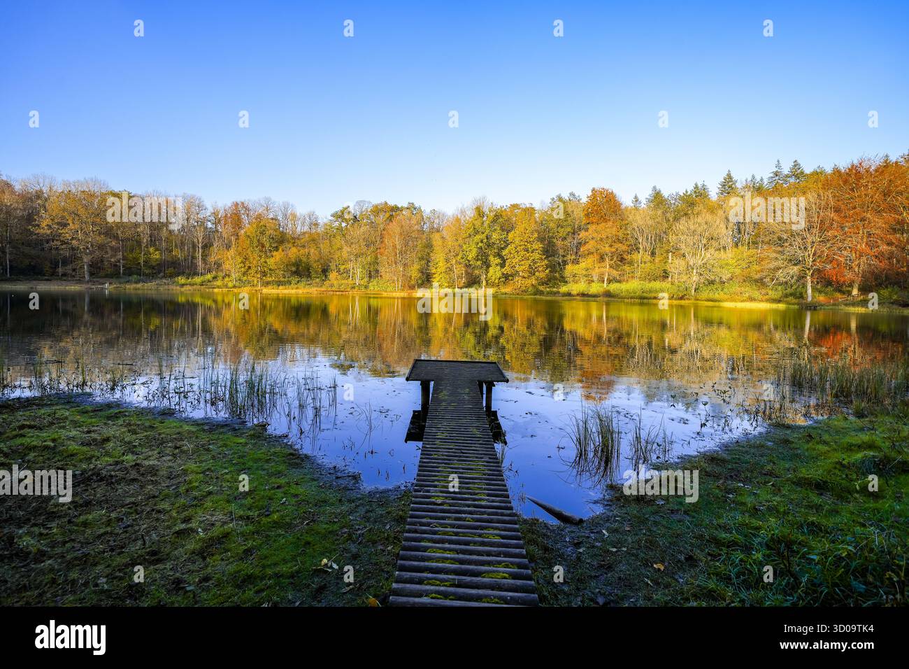 Vue sur le Windsborn Kratersee et le paysage environnant. Nature au lac dans la région de l'Eifel en automne au cratère volcanique près de Bettenfeld Banque D'Images