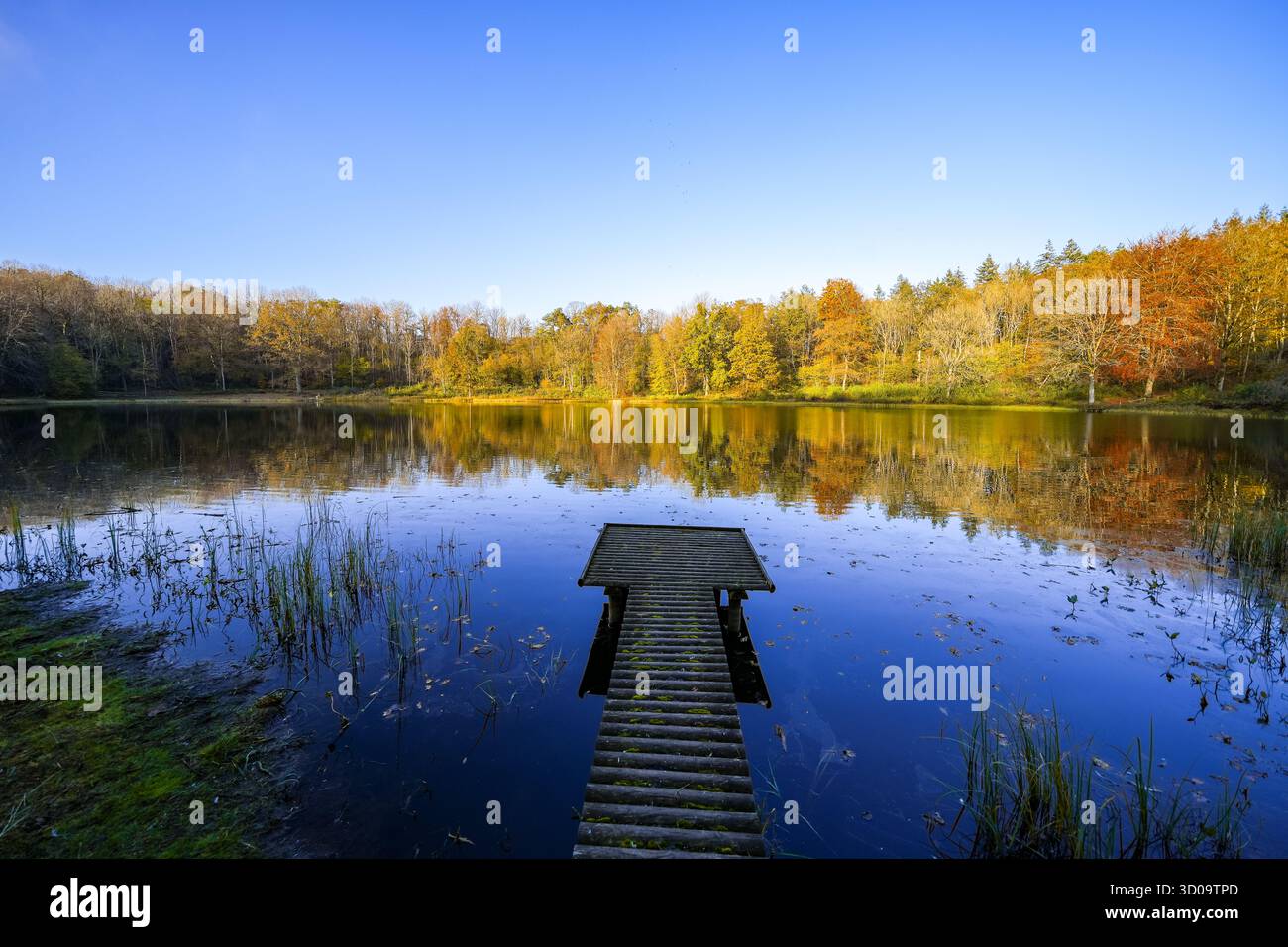 Vue sur le Windsborn Kratersee et le paysage environnant. Nature au lac dans la région de l'Eifel en automne au cratère volcanique près de Bettenfeld Banque D'Images