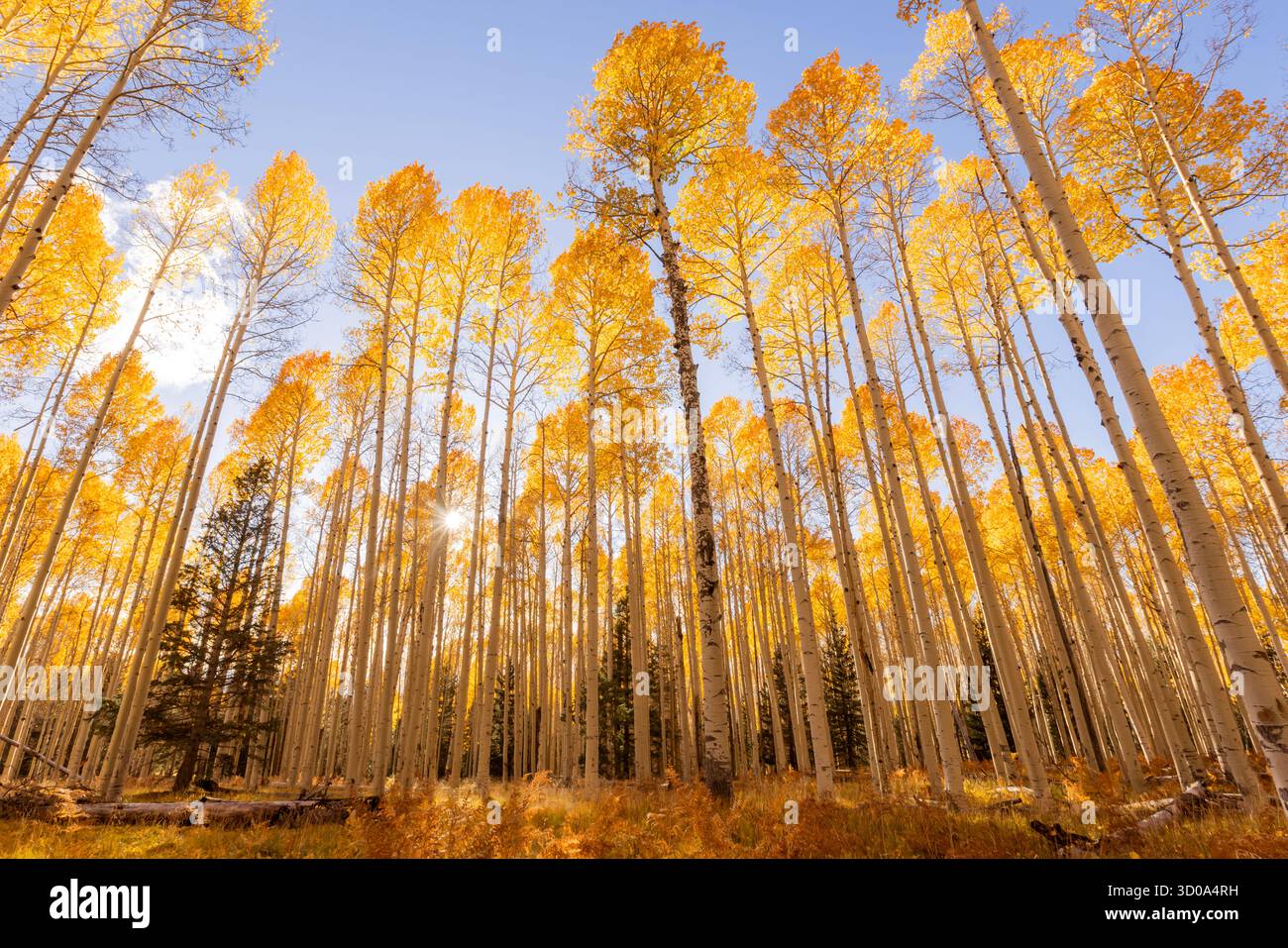 Des rayons dorés de soleil illuminent les couleurs automnales des arbres d'Aspen dans l'état de l'Arizona lors d'une belle soirée d'automne. Banque D'Images