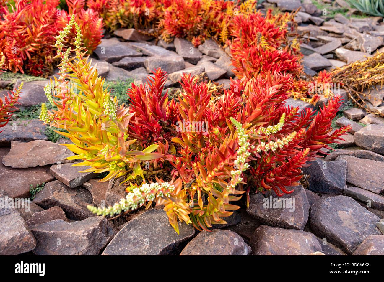 Namibie, Damaraland près de la porte Springbokwasser de la côte squelette, flammes rouges (Crassula capitella) Banque D'Images Namibie, Damaraland près de la porte Springbokwasser de la côte squelette, flammes rouges (Crassula capitella) Banque D'Images