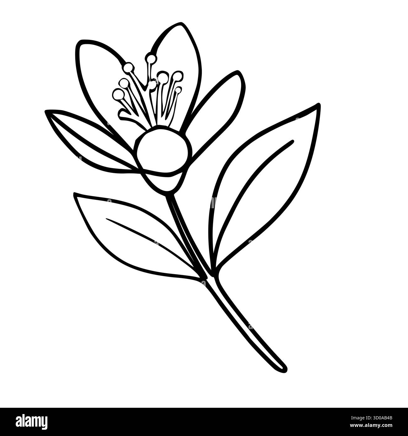 Illustration vectorielle d'art minimaliste à une ligne d'une fleur délicate de mandarine fleurie avec des pistils et des feuilles sur un fond blanc. Illustration de Vecteur